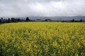 Under the dark clouds, there is a beautiful golden cole flowers fields