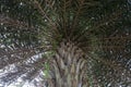 Under Date Palm tree branches and green leaves. Royalty Free Stock Photo