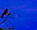 A beautiful crow perched on top of a tree Royalty Free Stock Photo