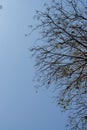 Under deied tree in winter with blue sky. Royalty Free Stock Photo