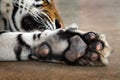 the feet of the Asian tiger.