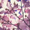 Close-up of Pink Dogwood flowers Royalty Free Stock Photo