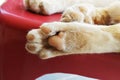 Under foot of cat foot