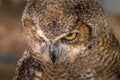 Under the watchful gaze of the Great Horned Owl Birds of Prey Centre Coleman Alberta Canada Royalty Free Stock Photo