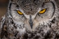 Under the watchful gaze of the Great Horned Owl Birds of Prey Centre Coleman Alberta Canada Royalty Free Stock Photo