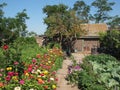 Garden with multicolored flowers