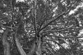 Under giant oak tree close up, natural background Royalty Free Stock Photo