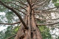 Under giant oak tree, New Zealand