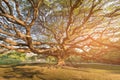 Under giant tree with sun light effect Royalty Free Stock Photo