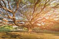 Under giant tree with sun light effect
