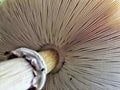 Shelter under the great mushroom cap striped texture Royalty Free Stock Photo