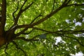 Under green tree against sunlight in forest Royalty Free Stock Photo