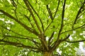 Under green tree against sunlight in forest Royalty Free Stock Photo