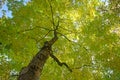 Under green tree summer spring season landscape Royalty Free Stock Photo