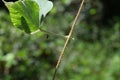 Under a hairy tropical kudzu leaf stem, an orchard orb weaver spider can be seen hanging Royalty Free Stock Photo