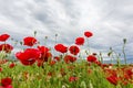 Red poppies swaying in the wind