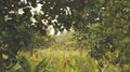 Under Jackfruit Tree/ Leaf Frame Royalty Free Stock Photo