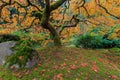 Under the Japanese Mape Tree in Fall Season Royalty Free Stock Photo