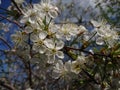 Hot beginning of May. Under Kazan bloomed gardens. Bumblebees and bees willingly collect nectar