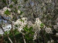 Hot beginning of May. Under Kazan bloomed gardens. Bumblebees and bees willingly collect nectar. Branch, blossom.