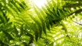 Under many vibrant fern leaves with a lot of sunlight