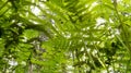 Under many vibrant fern leaves from a temperate forest