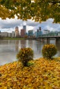 Under the Maple Tree in Portland Oregon During Fall Royalty Free Stock Photo