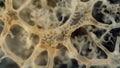 Under the microscope a of fungal hyphae appears like a of intertwined ss coiled around each other in a mesmerizing