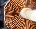 Under the mushroom cap. Bottom view. Mushroom gills macro Royalty Free Stock Photo