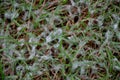 Under the name of snow mold, diseases of the lawn, occurring in winter and spring. Excess organic matter, snow on Royalty Free Stock Photo