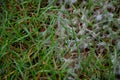 Under the name of snow mold, there are two diseases of the lawn, occurring in winter and spring. Excess organic matter, sno Royalty Free Stock Photo