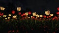 Under the night sky, tulips glow with a surreal light, creating a striking contrast and a magical night garden scene Royalty Free Stock Photo