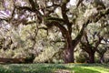 Under The Oak Tree Royalty Free Stock Photo