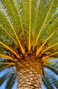 Under a palm tree Royalty Free Stock Photo