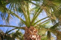 Under a Palm Tree Royalty Free Stock Photo