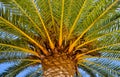 Under a palm tree Royalty Free Stock Photo