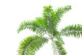 Under palm tree on the white background Royalty Free Stock Photo