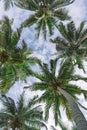 Under palm trees Royalty Free Stock Photo