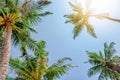 Under palm trees view, sunny day in tropic island