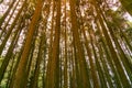 Under pine tree in tropical forest Royalty Free Stock Photo