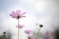 Under pink cosmo flower and blue sky background Royalty Free Stock Photo
