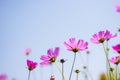 Under pink cosmo flower and blue sky background Royalty Free Stock Photo