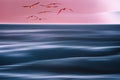 Under the pink wings. Abstract seascape. Pink sunset over the sea, and flock of flying birds. Fine art, motion blur Royalty Free Stock Photo