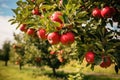 Red apples on apple tree, natural blue sky