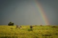 Under the rainbow - Zebras in the savanna Royalty Free Stock Photo