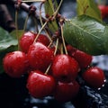 A Bountiful Cluster of Ripe Red Cherries on the Cherry Tree Royalty Free Stock Photo