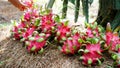 Green dragon fruits under the tree are being harvested 02