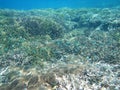 Under the sea of Gili Trawangan, Lombok, West Nusa Tengara, Indonesia Royalty Free Stock Photo