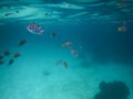 under sea. a lot of little fish diving under water. have coral p