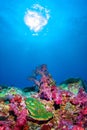 Under the sea at Similan,North Andaman Sea Thailand. Royalty Free Stock Photo